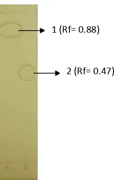 Gambar 12  KLT preparatif fraksi xantorizol hasil asetilasi metode modifikasi (pelarut heksana:etil asetat = 10:1)  