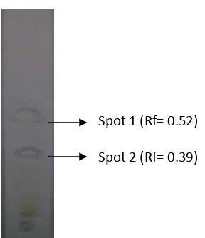 Gambar 14  KLT fraksi dugaan xantorizol metode modifikasi (pelarut heksana:etil asetat = 10:1) 
