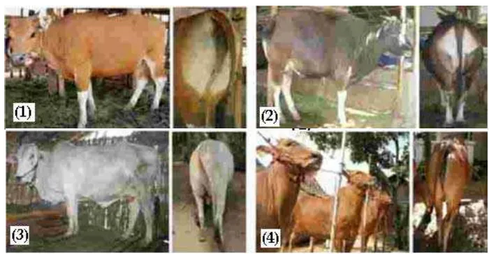 Gambar 2.  Warna tubuh yang normal pada sapi Bali betina (1), Bali jantan (2),  PO (3) dan Madura (4)