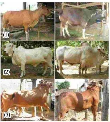 Gambar 3.  Keserasian bentuk tubuh sapi Bali (1), PO (2) dan Madura (3). 
