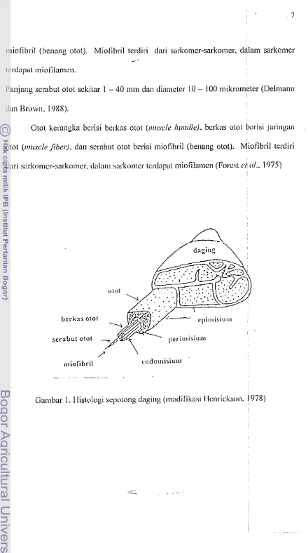 Gambar 1 .  I listologi scpotong daging (modilikasi I lcnrickson. 1078) 