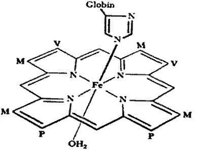 Gambar I. Struktur Kimia Heme Kompleks dari Mygbbin (Price 