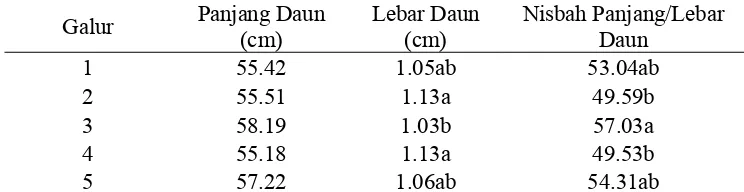 Tabel 3. Pengaruh galur terhadap panjang daun, lebar daun, dan nisbah panjang/lebar daun 