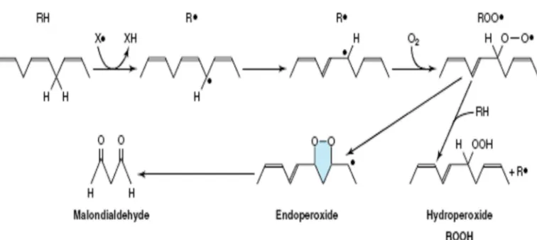 Gambar 6  Mekanisme reaksi pembentukkan MDA (Murray 2003) 