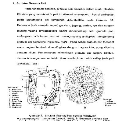 Gambar 3. A:penampang sel tumbuhan (Jewell, 1979); Struktur Granula Pati secara Molekuler 6: Susunan amilosa dan amilopektin dalam granula pati (Nikuni, 1969 dalam Van den Berg, 1981) 
