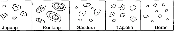 Gambar 4. Bentuk Granula pada Berbagai Jenis Pati (Swinkels. 1985) 