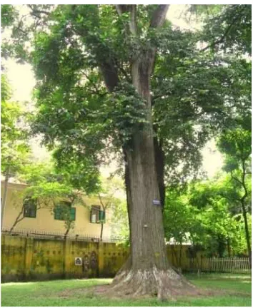 Gambar 6  Pohon mahoni (S. Macrophylla           King.). 