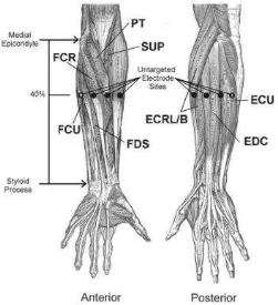Figure 2.1: Anterior and Posterior fascial compartment of the forearm. [15] 