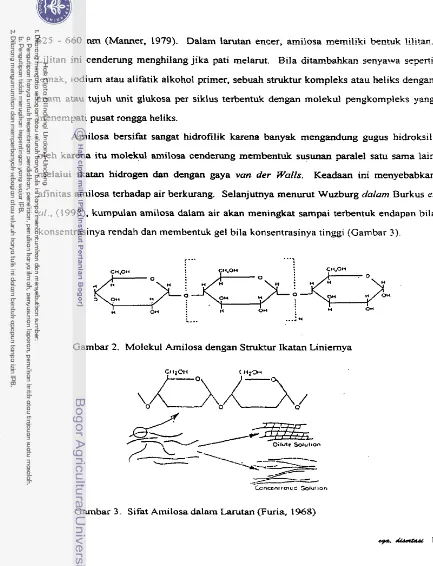 Gambar 2. Molekul Amilosa dengan Struktur katan Liniernya 