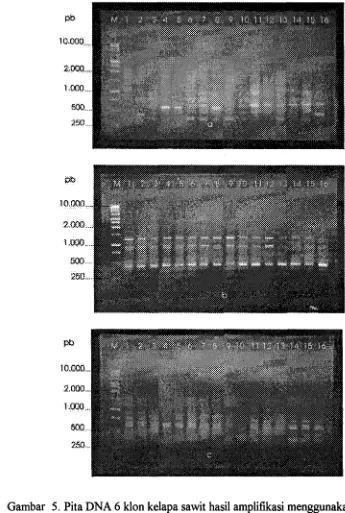 Gambar 5. Pita DNA 6 klon kelapa sawit hasil amplifikasi menggunakan primer 