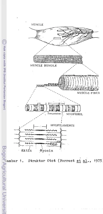 Gambar 1. _ Struktur Otot (Forrest et ai -. 
