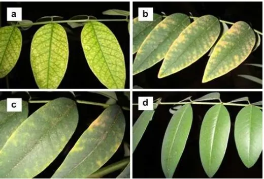 Gambar 2 Profil daun Indigofera sp. yang diberi pupuk Sipramin Saritana dengandosis 0% (a), 10% (b), 20% (c), dan 40% (d)