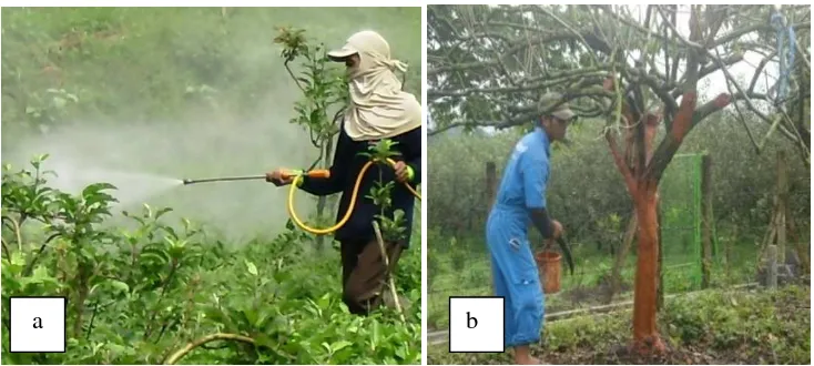 Gambar 5. Kegiatan PHPT di PT. Kusuma Agrowisata: a) Penyemprotan Pestisida, b) Pengolesan Fungsida 