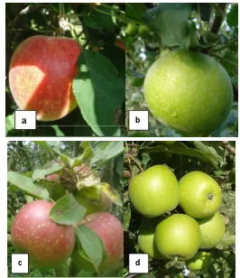 Gambar 1 menunjukkan jenis varietas apel yang ditanam di PT. Kusuma Agrowisata. 