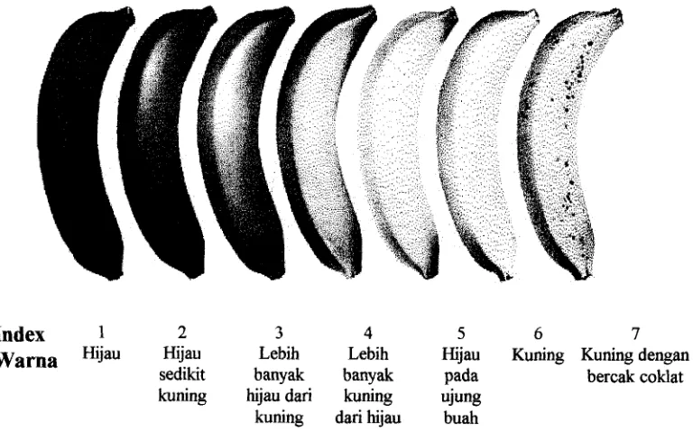 Gambar 1. Indek Kematangan buah pisang menurut Catalytic Generators (2002) 