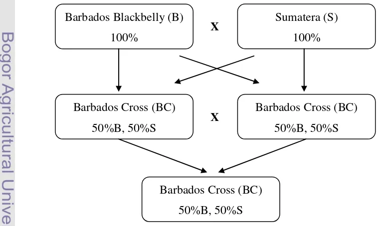 Gambar 2  Pola perkawinan domba persilangan barbados (BC) (Subandriyo et al. 