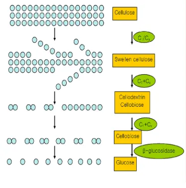 Gambar 8. Diagram dari reaksi enzim selulase pada hidrolisis selulosa (Krassig, 