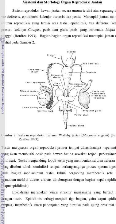 Gambar 2Saluran reproduksi Tammar Wallaby jantan (Macropus eugenii) (Sumber: