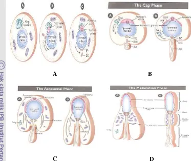 Gambar 5 Tahapan fase spermiogenesis. A. Fase golgi, B. Fase cap (tudung), C. Fase