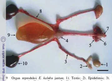 Gambar 9Organ reproduksi E. kalubu jantan; 1). Testis; 2). Epididimis; 3). Vas