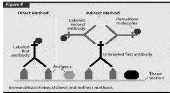 Gambar 3Skema imunohistokimia langsung dan tak langsung (Ramos-Vara, 1999) 