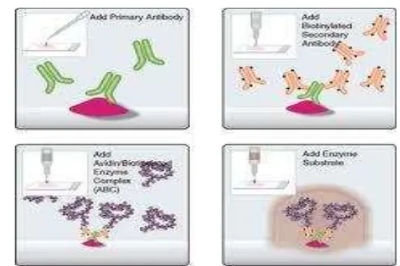 Gambar 4Skema imunohistokimia tak langsung dengan metode ABC (Avidin Biotin Complex), (Vector Laboratories, 2010)  