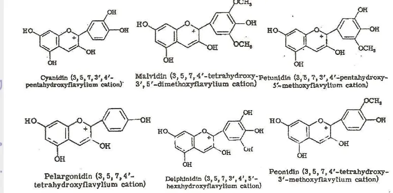 Gambar 4. Struktur antosinidin (Brouillard, 1982). 