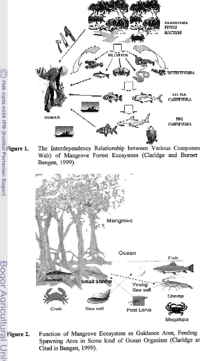 Figure 2. Function of Mangrove Ecosystem as Guidance Area, Feeding Area apd Spawning Area in Some kind of Ocean Organism (Claridge and ~urnet 