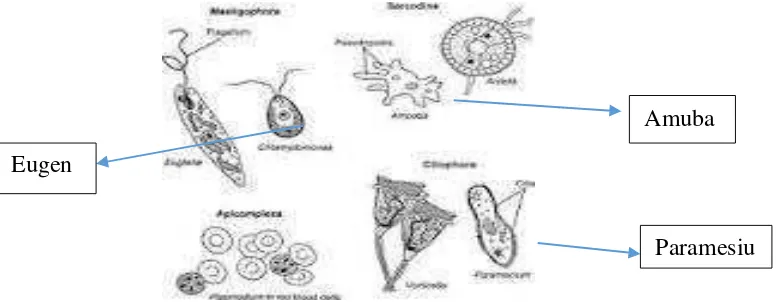 Gambar 5. Jenis-jenis protozoa 