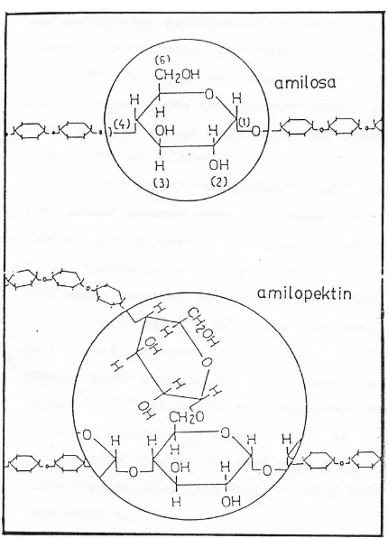 Gambar4. Skema Molekul Amilosa dan Amilopektin pada Proses 