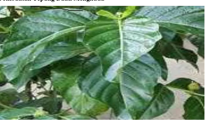 Gambar 8   Daun mengkudu (Morindra citrifolia). 