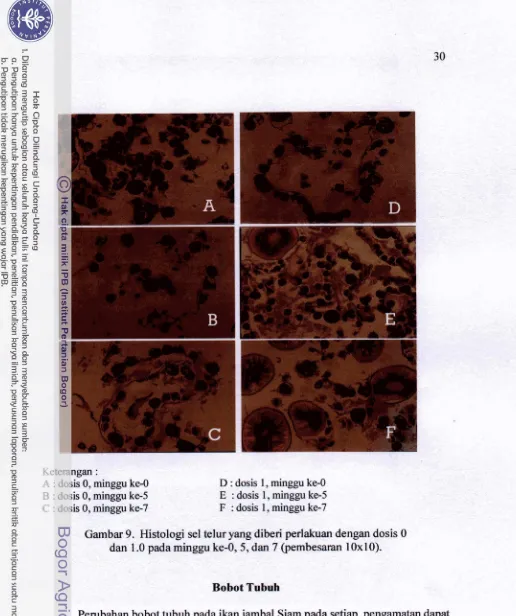 Gambar 9. Histologi sel telur yang diberi perlakuan dengan dosis 0 