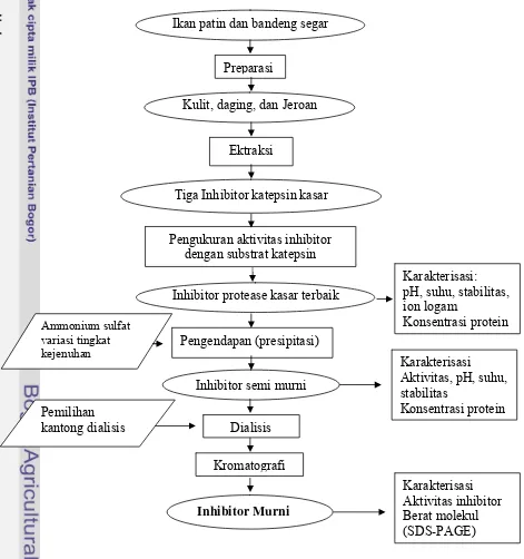 Gambar 4  Diagram alur kerja penelitian pemurnian inhibitor katepsin. 