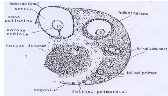 Gambar 6.   Ovarium tikus dengan tingkat perkembangan sel folikel 