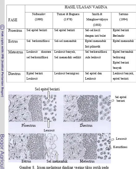 Gambar 8.  Irisan melintang dinding vagina tikus putih pada         berbagai fase siklus estrus (Turner & Bagnara, 1976)