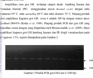 Gambar 2 Produk PCR gen GH exon 4 (200 bp) 