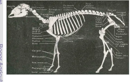 Gambar 3  Pengukuran berdasarkan anatomi  kerangka (skeleton ) pada domba;   Sisson (1953)