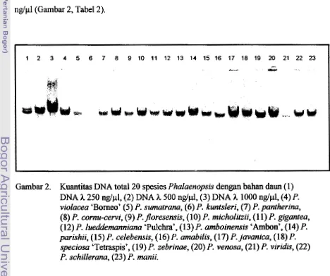 Gambar 2. Kuantitas DNA total 20 spesies Phalaenopsis dengan bahan daun (1) 