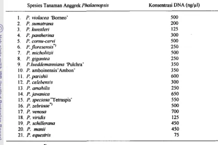 Tabel 2. Kuantitas DNA hasil ekstrabi pada 2 1 spesies anggrek PhaIaenopsis dibandingkan dengan besarnya pita DNA lamda 