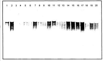 Gambar 3. Kualitas DNA total 20 spesies Phalaenopsis dengan digesti EcoRl lajur 