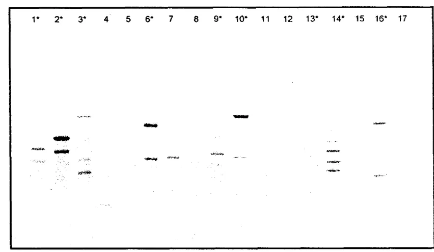 Gambar 4. Tujuh belas primer hasil seleksi menggunakan DNA cetakan P. violuceue * 