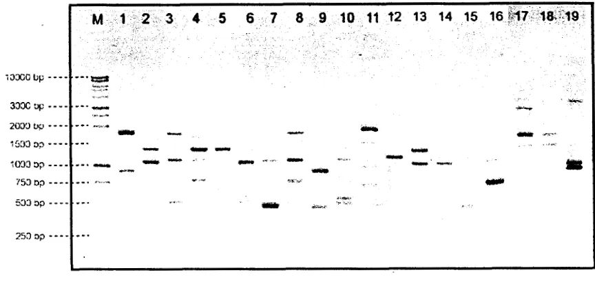 Gambar 5. Profil pita DNA 19 spesies Phalaenopsis hasil amplfikasi menggunakan 