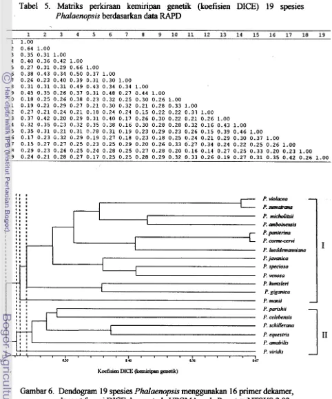Tabel 5. Matriks perkiraan kemiripan genetik (koefisien DICE) 19 spesies 