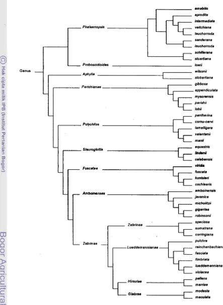 Gambar 8. Pengelompolcan 48 spesies Phalaenopsis berdasar kunci determinasi cara 