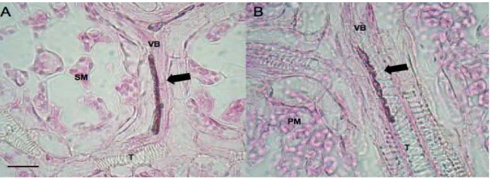 Figure 3.   Light micrographs of stained endophytic mycelium inside plant tissue showing intercellular colonization by endophytic fungi