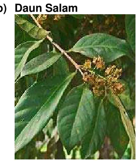 Gambar 6.9: Daun Salam 