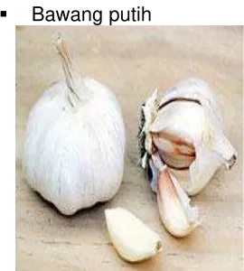 Gambar 6.12: Bawang Putih  