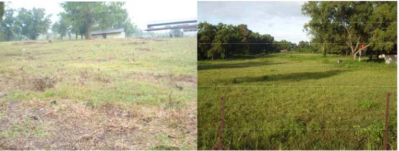 Gambar 5 Kondisi padang penggembalaan di UP3J-IPB pada musim kemarau (kiri) dan musim hujan (kanan)     