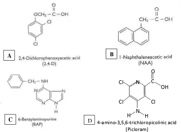 Gambar 3. Struktur Molekul Kimia (A) 2.4 D; (B) NAA; dan (C) BAP (Evans et al., 2003); (D) Picloram (www.alanwood.com) 