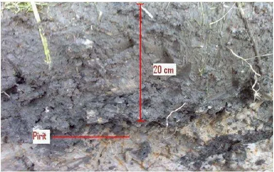 Gambar 8  Kedalaman lapisan pirit dari permukaan tanah 